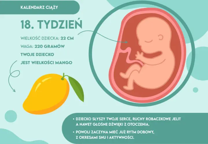 18 tydzień ciąży: jak wygląda dziecko i co warto wiedzieć o jego rozwoju