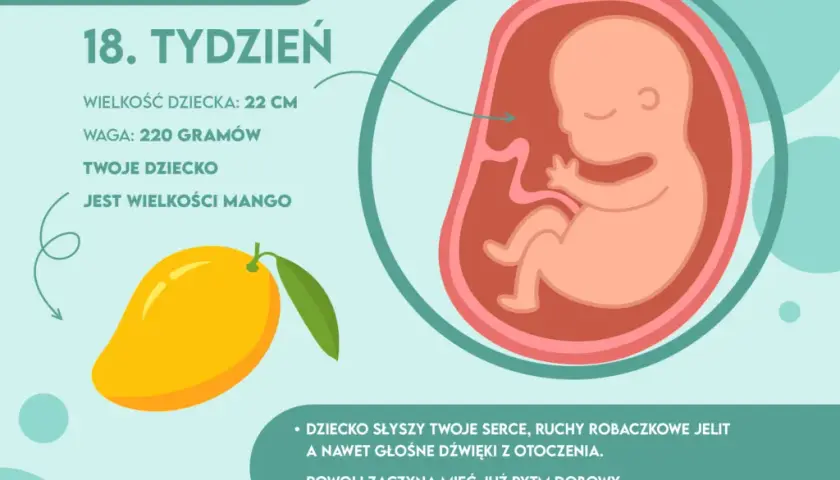 18 tydzień ciąży: jak wygląda dziecko i co warto wiedzieć o jego rozwoju