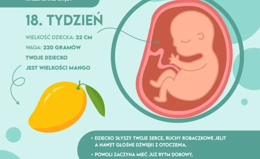 18 tydzień ciąży: jak wygląda dziecko i co warto wiedzieć o jego rozwoju