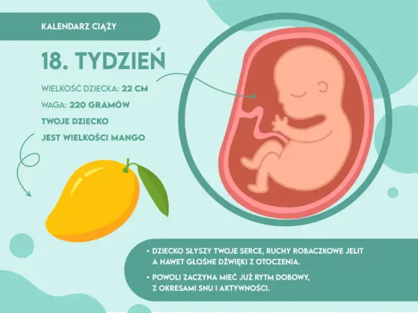 18 tydzień ciąży: jak wygląda dziecko i co warto wiedzieć o jego rozwoju